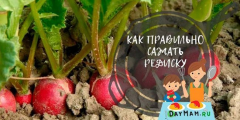 Kdy a jak zasadit ředkvičky na jaře na otevřeném prostranství a ve skleníku